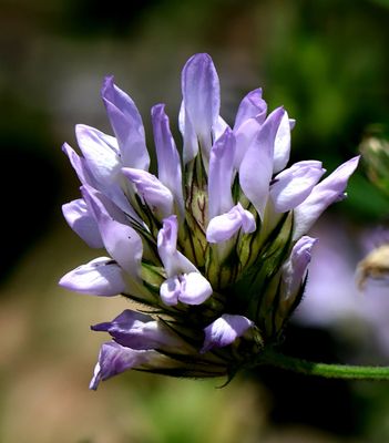 Nahariya_15-5-2025 (2).JPG