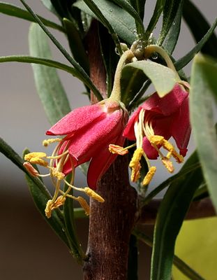 Jerusalem-Botanical-Garden_18-3-2025 (115).JPG