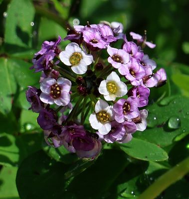 Home-Garden_5-3-2025 (13).JPG