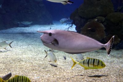 Jerusalem-Aquarium_18-3-2025 (87).JPG
