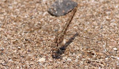 Ako_5-5-2025 (53).JPG