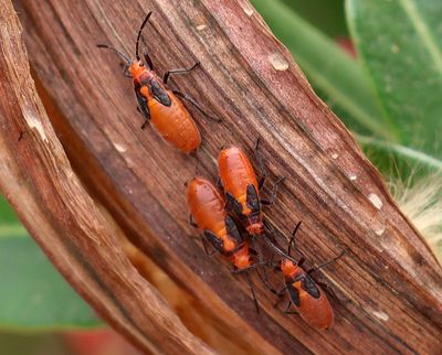Insects