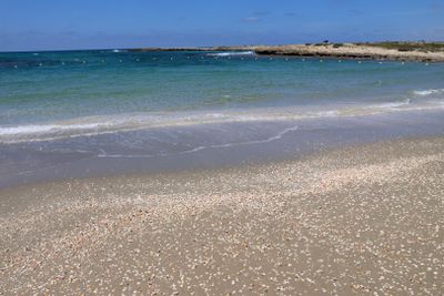 Habonim-Dor