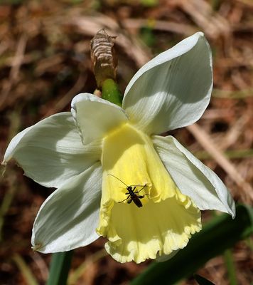 Home-Garden_26-4-2025 (4).JPG