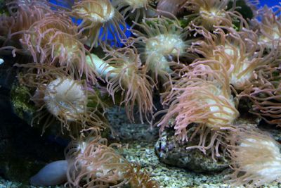 Jerusalem Aquarium
