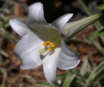 Flowers 2025
