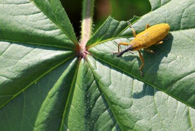 Insects