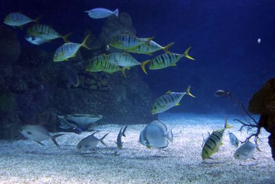 Jerusalem Aquarium