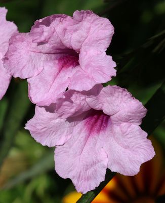 Flowers 2025