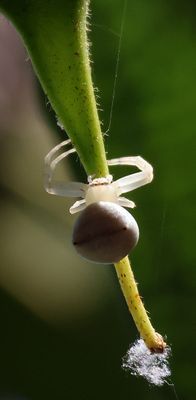 Insects