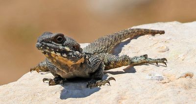Ako_5-6-2025 (75).JPG