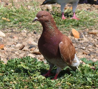 Kiryat-Yam_2-4-2025 (68).JPG