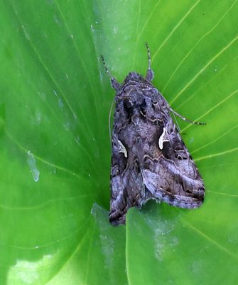 home-Garden-19-4-2025 (23).JPG