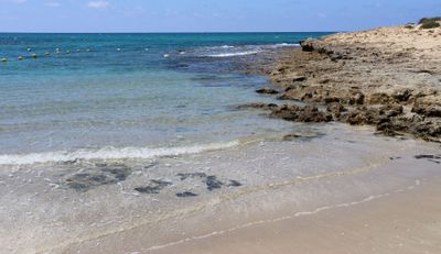 Habonim-Dor