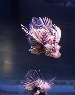 Jerusalem-Aquarium_18-3-2025 (8).JPG