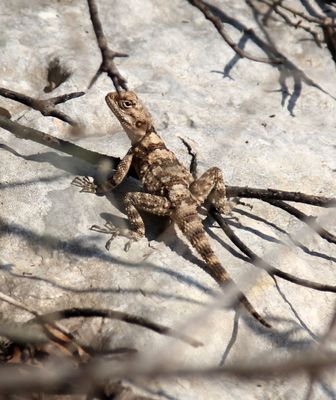 Reptiles