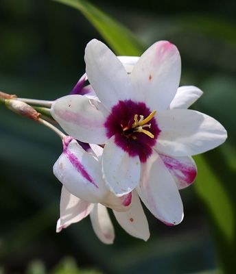 Oranim-Botanical-Garden