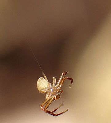 Insects