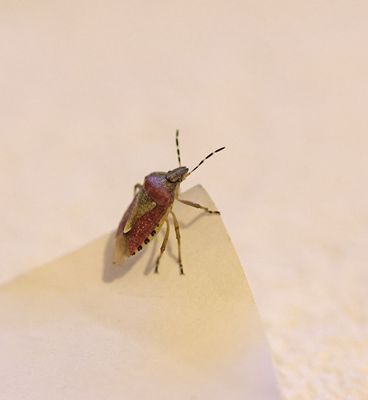Insects
