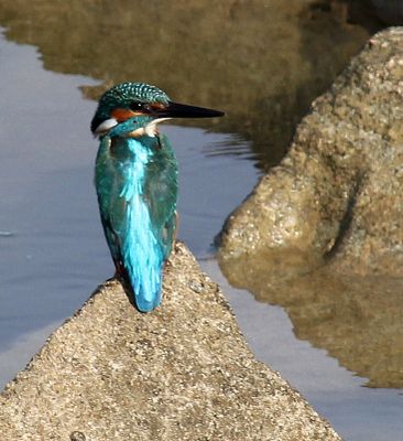 Birds 2020