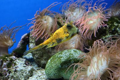 Jerusalem Aquarium