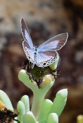 Butterflies