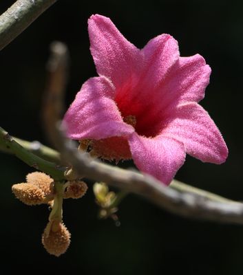 Flowers 2025