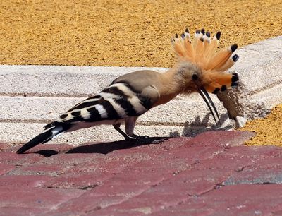 Birds 2025
