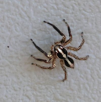 Insects