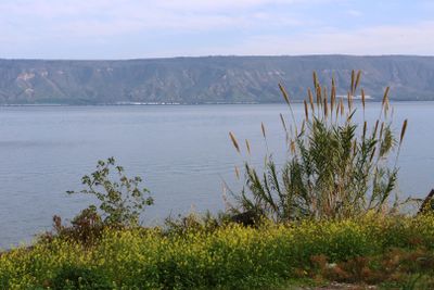 Tveria