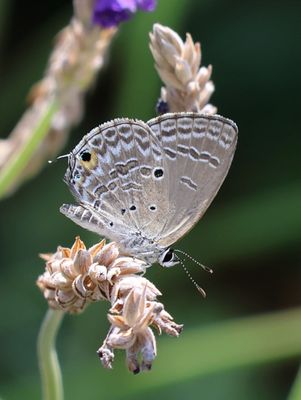 Butterflies