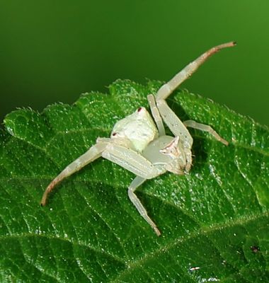 Insects