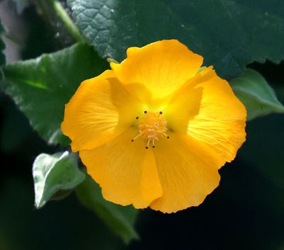 Oranim-Botanical-Garden