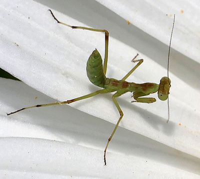 Insects