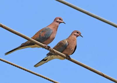Birds 2025