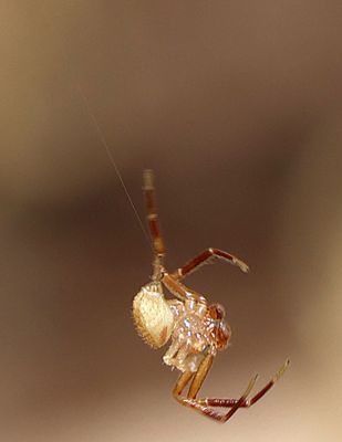 Insects