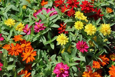Flowers 2024