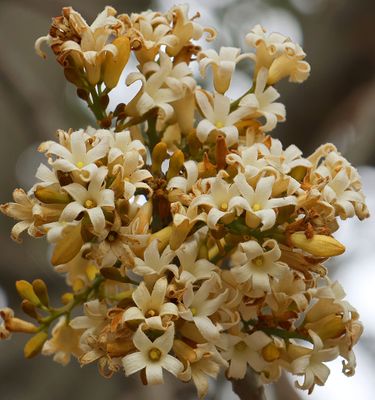 Flowers 2025
