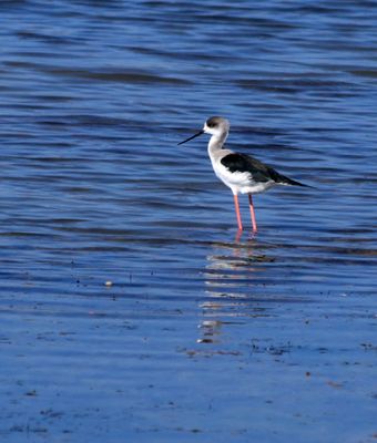 Atlit-Salt-Pools_13-11-2024 (31).JPG
