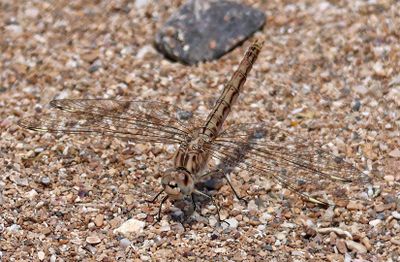 Insects