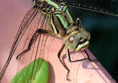 Insects