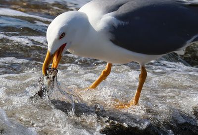 Birds 2025