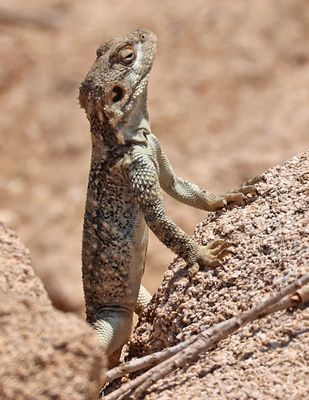 Reptiles