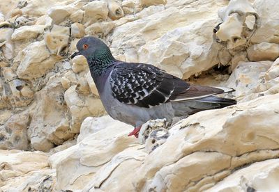 Rosh-Hanikra_13-5-2025 (56).JPG
