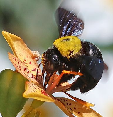 Insects