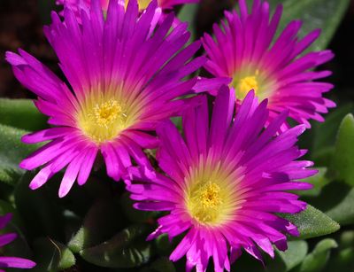 Flowers 2025
