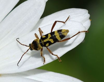 Insects