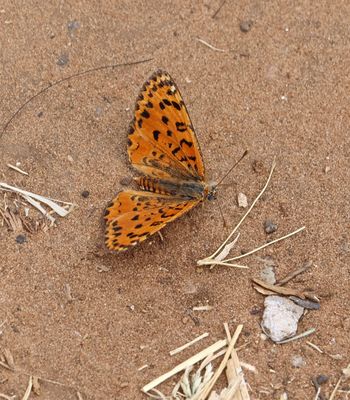 Butterflies