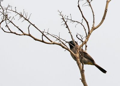 Birds 2025