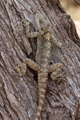 Reptiles